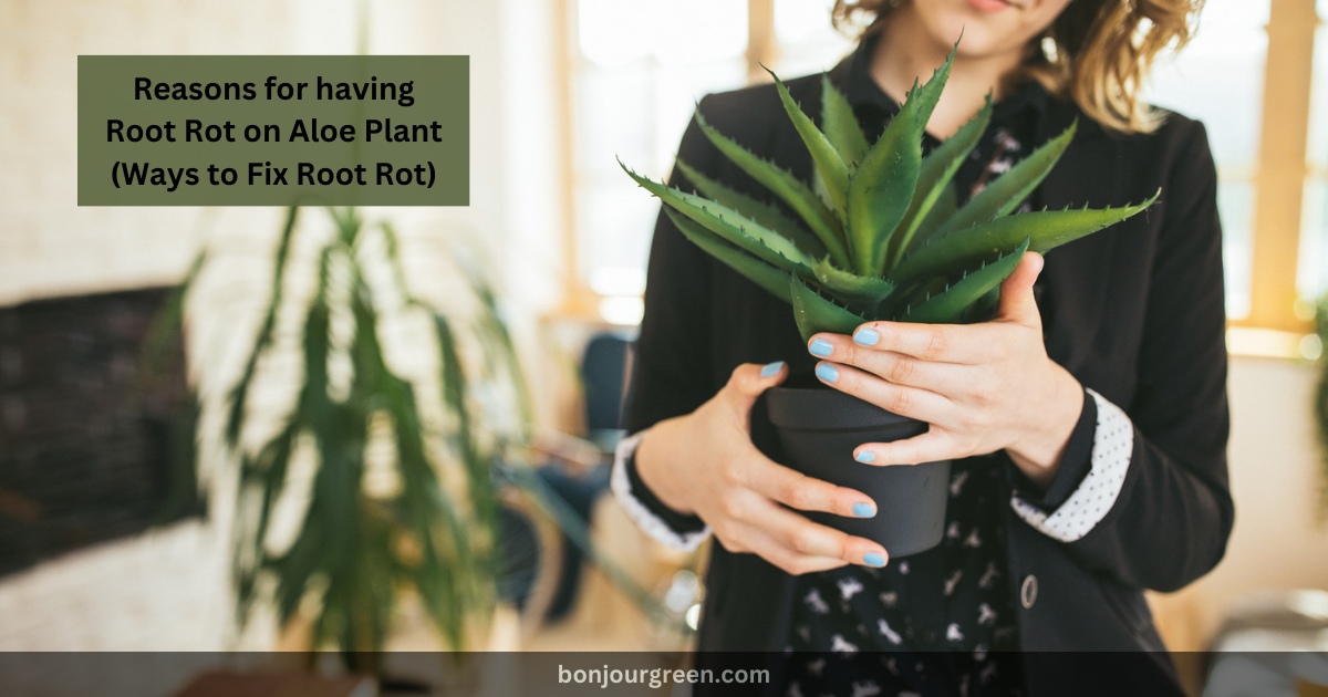 Reasons for having Root Rot on Aloe Plant (Ways to Fix Root Rot)