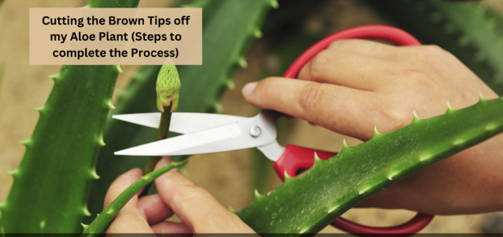 Cutting the Brown Tips off my Aloe Plant (Steps to complete the Process)