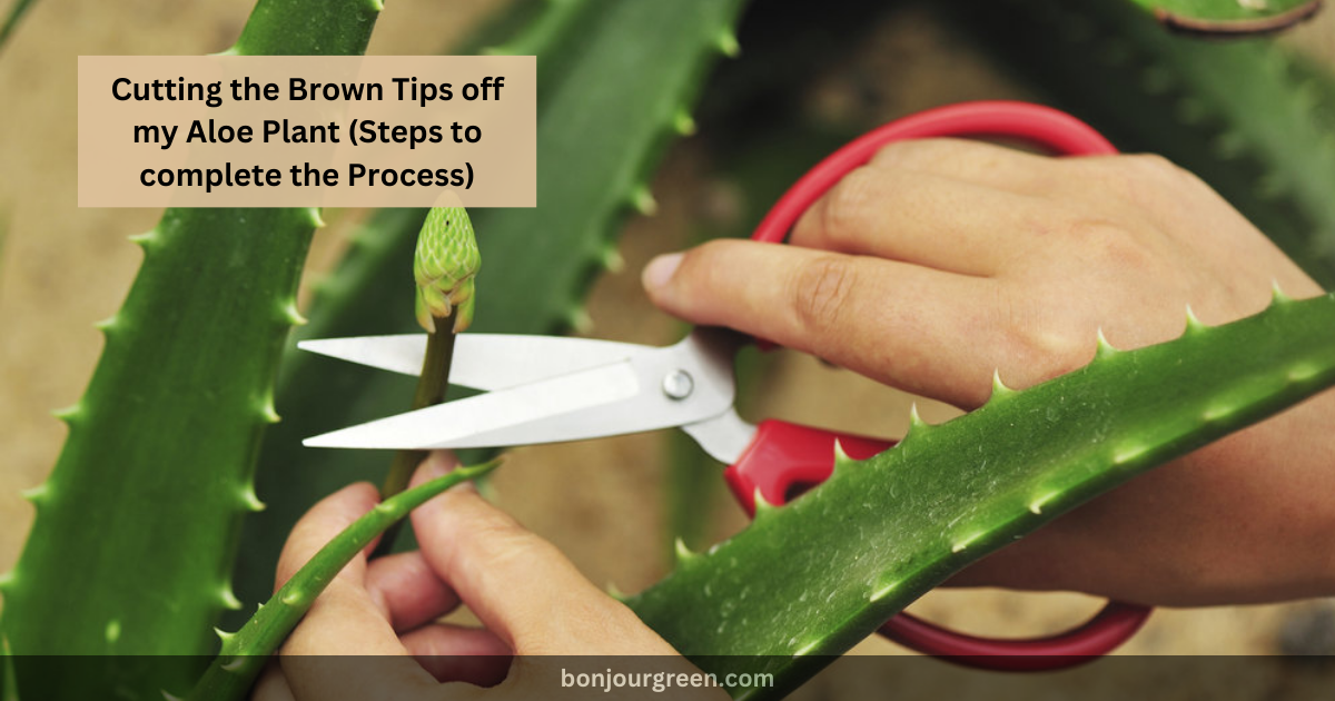 Cutting the Brown Tips off my Aloe Plant (Steps to complete the Process)