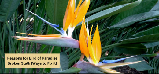 Reasons for Bird of Paradise Broken Stalk (Ways to Fix it)