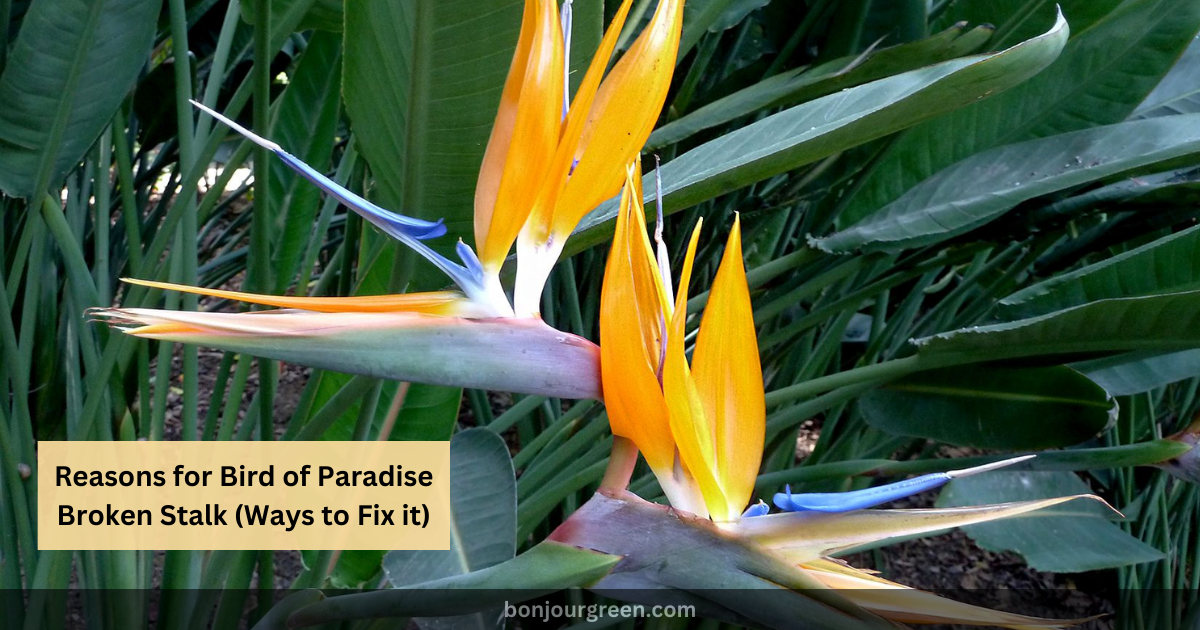 Reasons for Bird of Paradise Broken Stalk (Ways to Fix it)