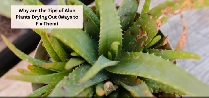 Why are the Tips of Aloe Plants Drying Out (Ways to Fix Them)