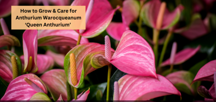 How to Grow & Care for Anthurium Warocqueanum ‘Queen Anthurium’ (2024)