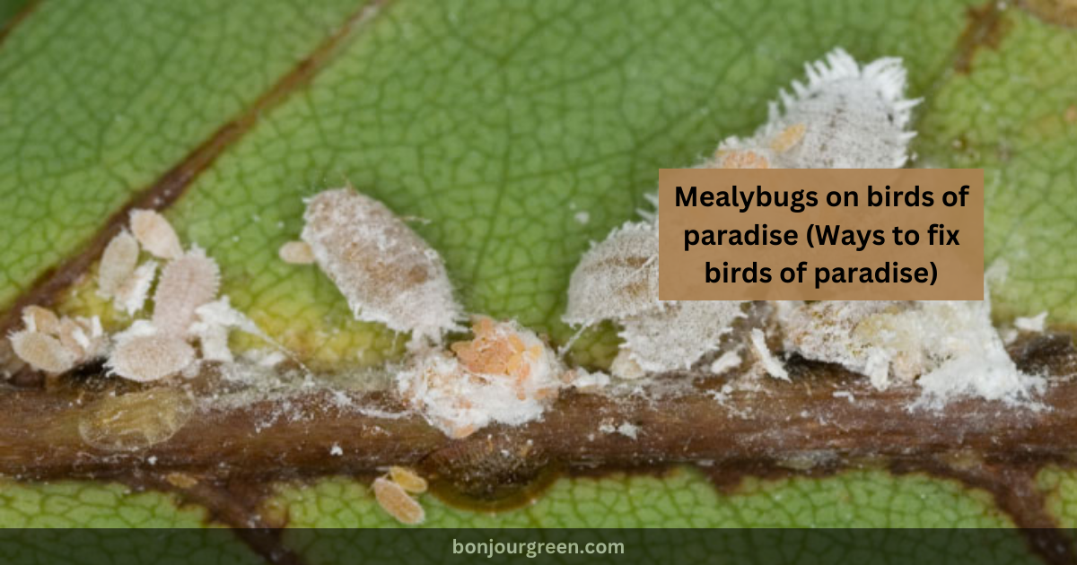 Mealybugs on birds of paradise (Ways to fix birds of paradise)