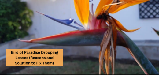 Bird of Paradise Drooping Leaves (Reasons and Solution to Fix Them)