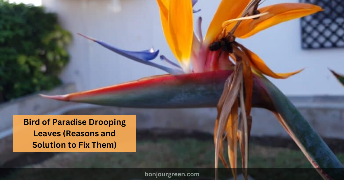 Bird of Paradise Drooping Leaves (Reasons and Solution to Fix Them)