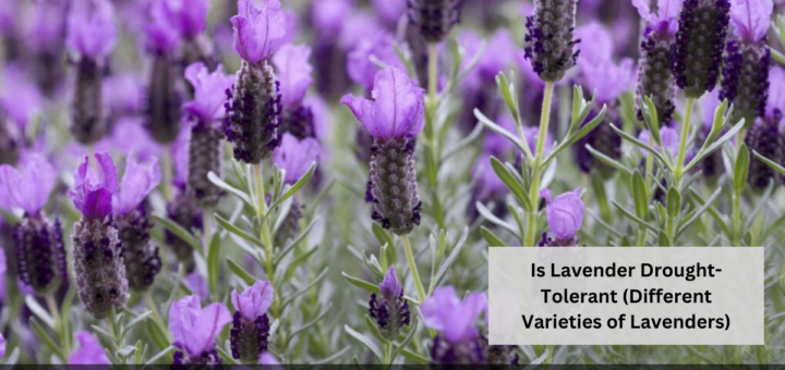 Is Lavender Drought-Tolerant (Different Varieties of Lavenders)