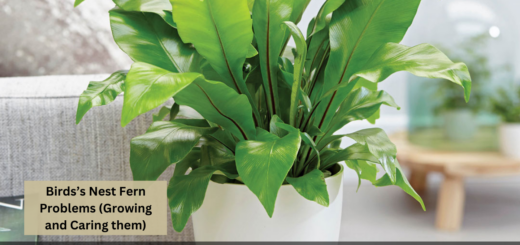 Birds’s Nest Fern Problems (Growing and Caring them)