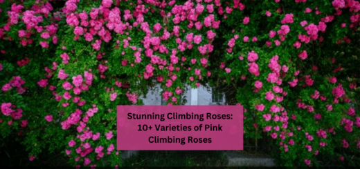 Stunning Climbing Roses: 10+ Varieties of Pink Climbing Roses