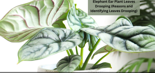 Elephant Ear Plant Leaves Drooping (Reasons and Identifying Leaves Drooping)