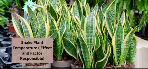 Snake Plant Temperature ( Effect and Factor Responsible for Temperature Fluctuation)