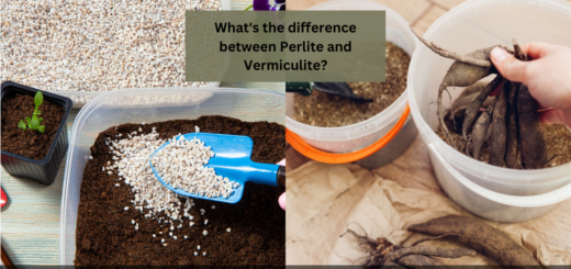 What's the difference between Perlite and Vermiculite? (Which one is best for your Garden?)