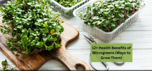 12+ Health Benefits of Microgreens (Ways to Grow Them)