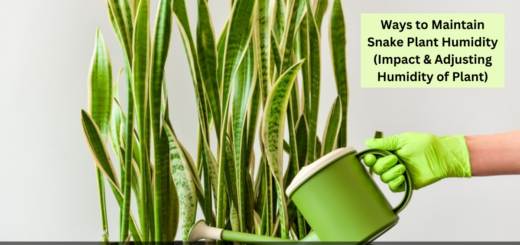 Ways to Maintain Snake Plant Humidity (Impact & Adjusting Humidity of Plant)