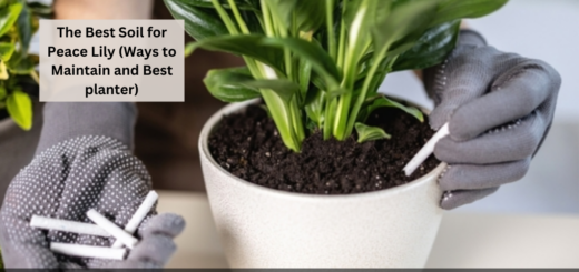 The Best Soil for Peace Lily (Ways to Maintain and Best planter)