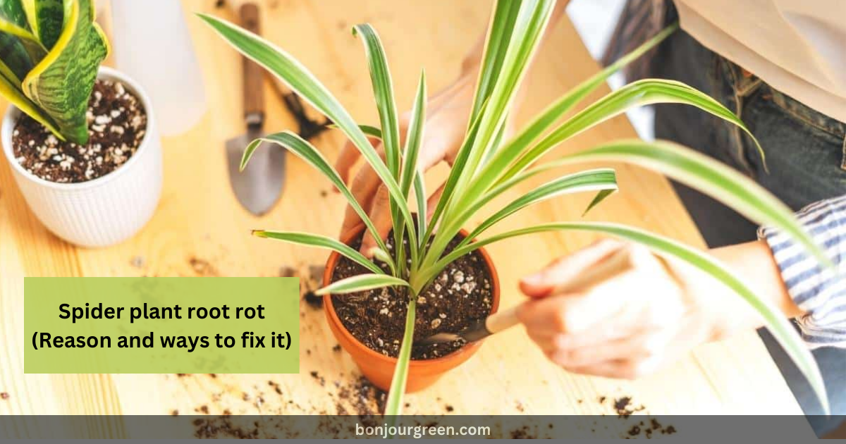 Spider plant root rot (Reason and ways to fix it)
