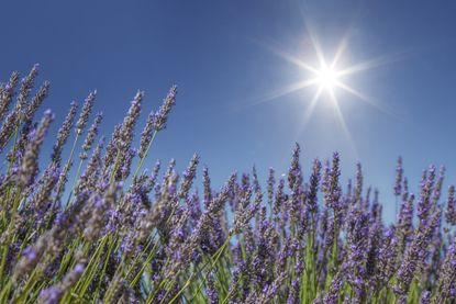 Is Lavender Drought-Tolerant (Different Varieties of Lavenders)