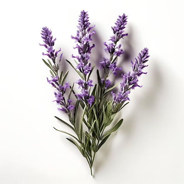 lavender drought-tolerant