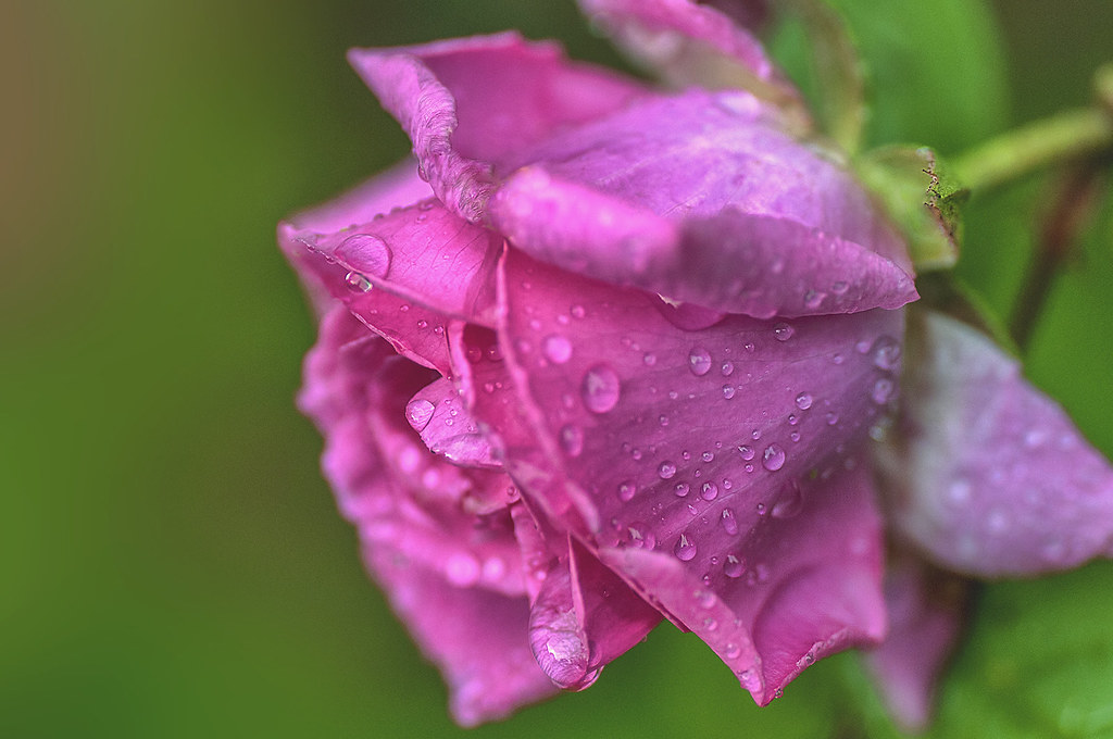 Stunning Climbing Roses: 10+ Varieties of Pink Climbing Roses