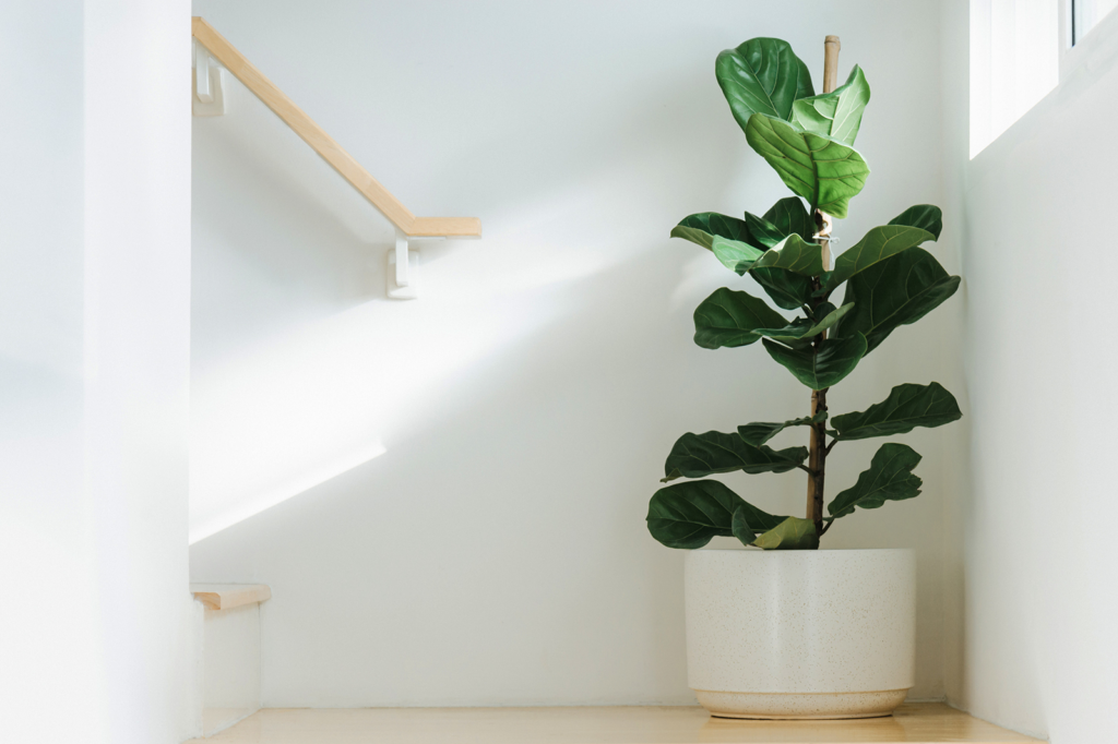 Fiddle Leaf Fig Temperature (Ways to Maintain Temperature)