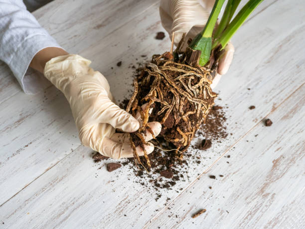 Spider plant root rot (Reason and ways to fix it)