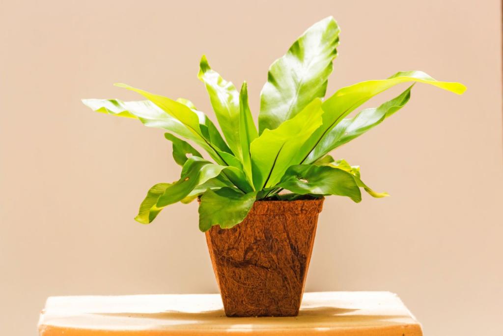 Birds’s Nest Fern Problems (Growing and Caring them)