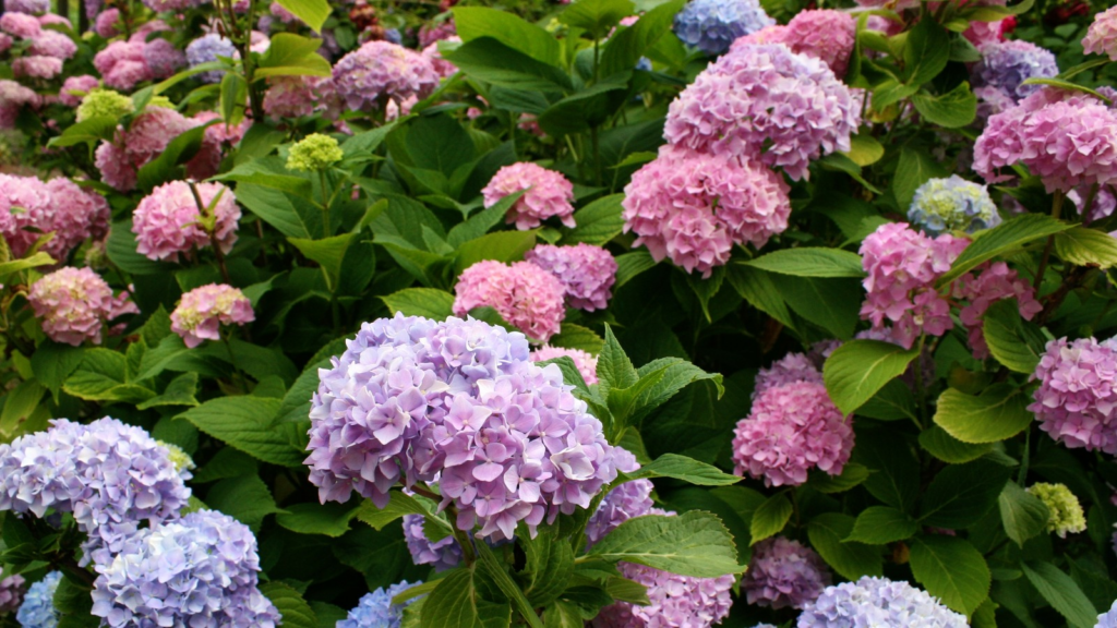 Signs of an Overwatered Hydrangea (Ways to Save Hydrangea)