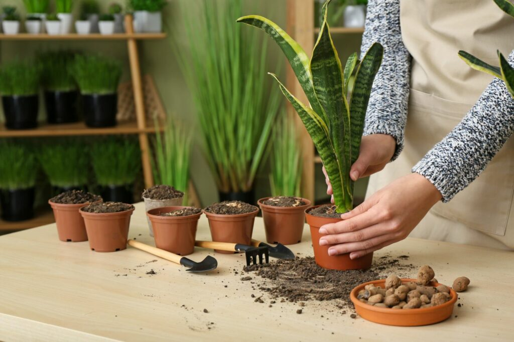 Snake Plant Temperature ( Effect and Factor Responsible for Temperature Fluctuation)