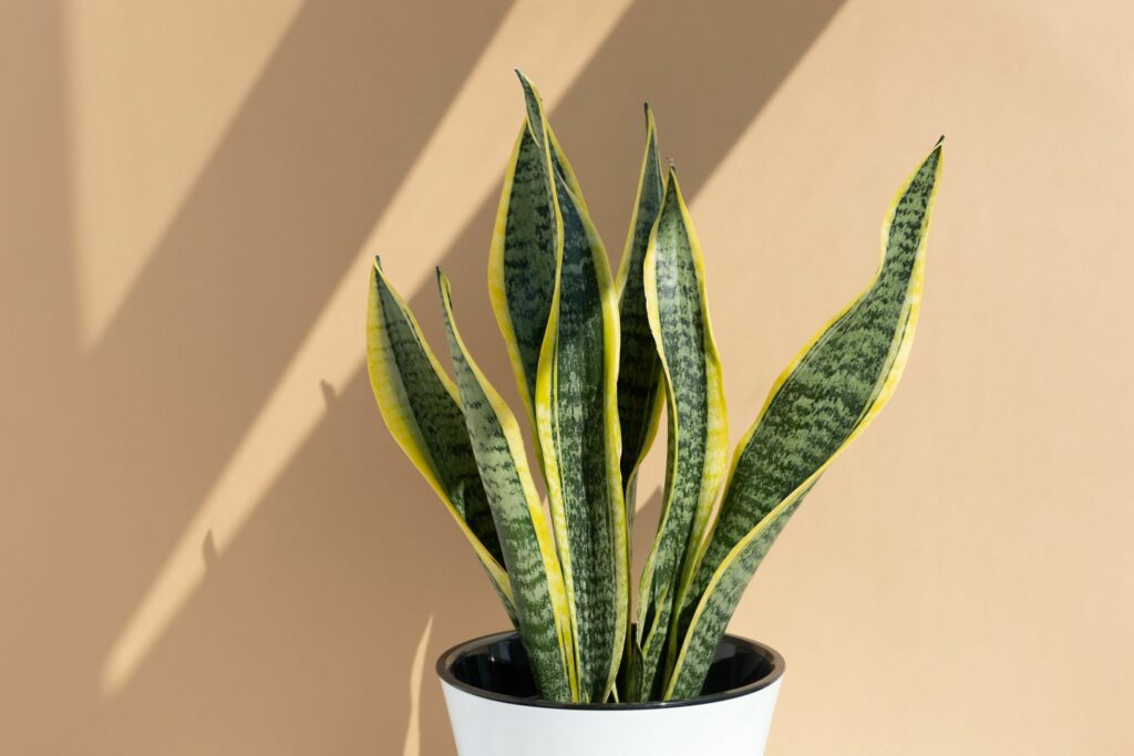 Ways to Maintain Snake Plant Humidity (Impact & Adjusting Humidity of Plant)