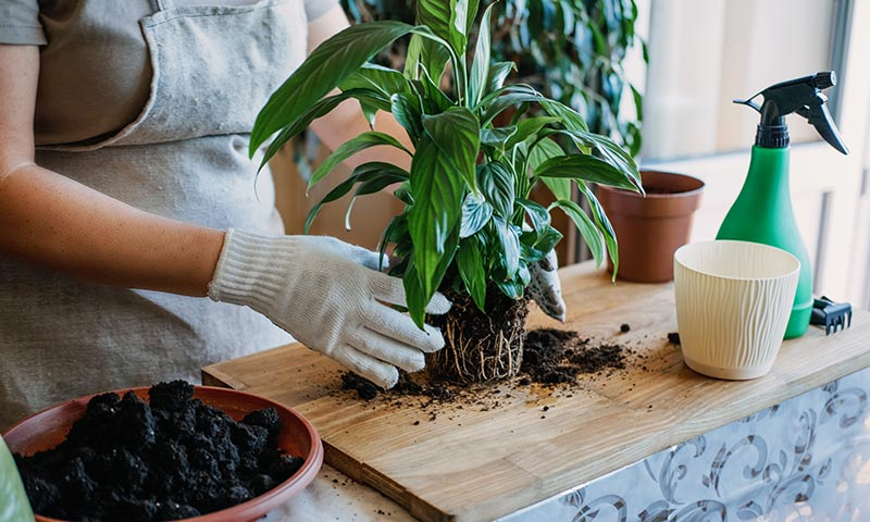 The Best Soil for Peace Lily (Ways to maintain and best soil mix)