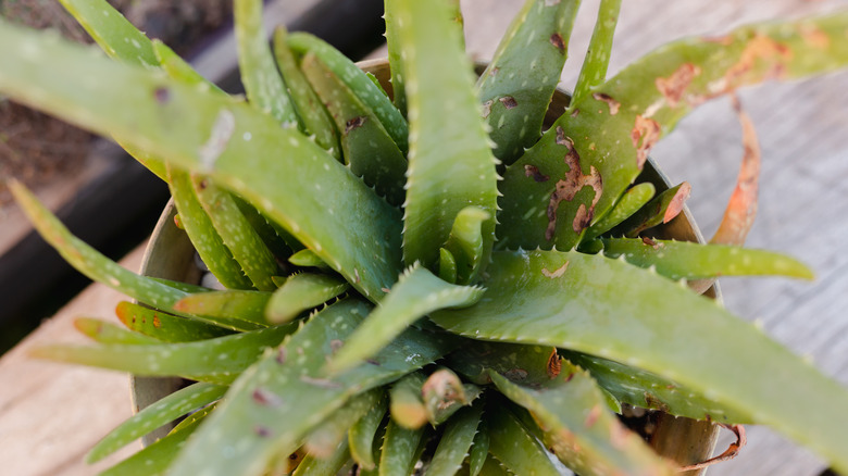 Why do Aloe Plants have Brown Spots? (Ways to Fix Brown Spots)