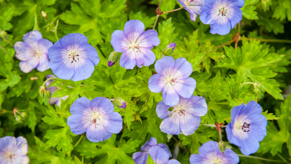 Rescuing Overwatered Petunias (Signs and Reason Behind Overwatering)