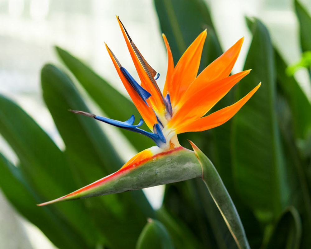 9 Types of Bird of Paradise Varieties (Guide & Tips)