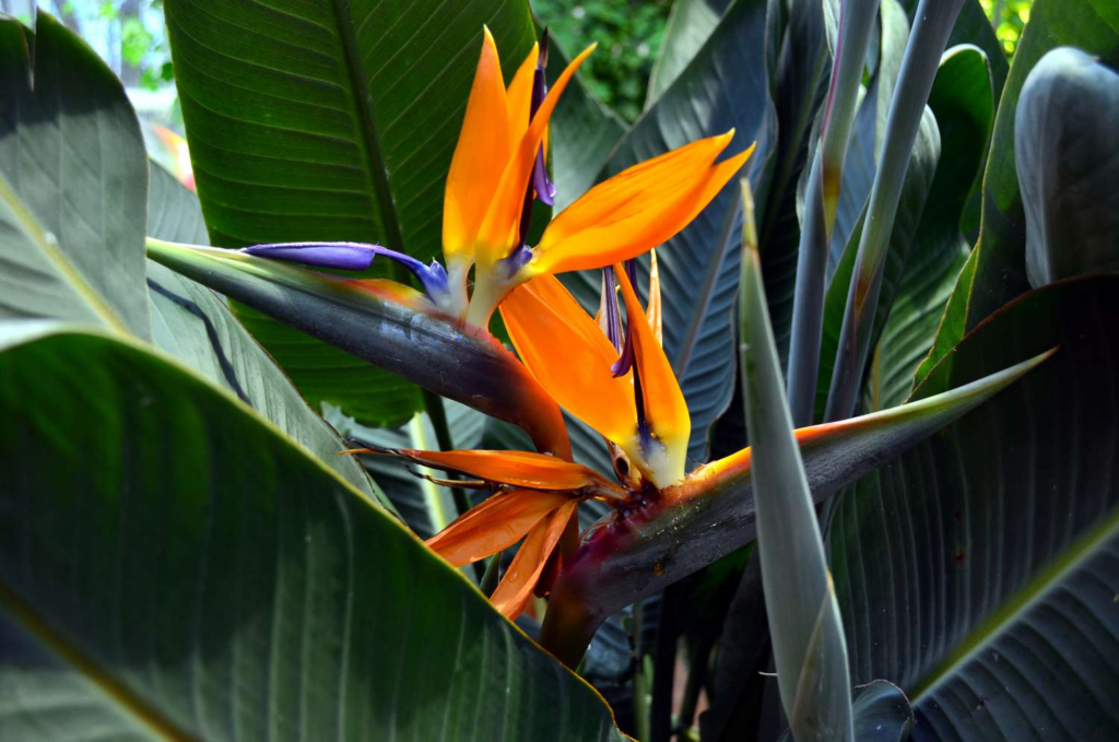 Reasons for Bird of Paradise Broken Stalk (Ways to Fix it)