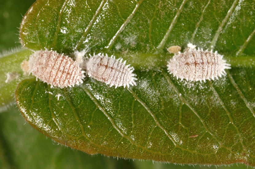 Mealybugs on birds of paradise (Ways to fix birds of paradise)