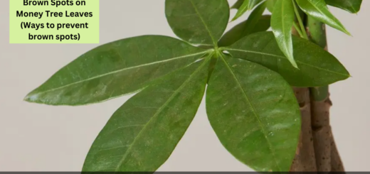 Brown Spots on Money Tree Leaves (Ways to prevent brown spots)