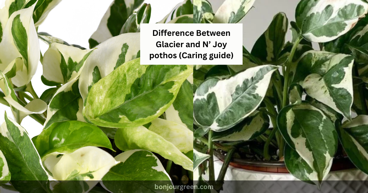 Difference Between Glacier and N’ Joy pothos (Caring guide)