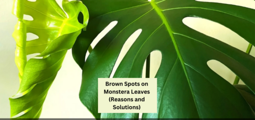 Brown Spots on Monstera Leaves (Reasons and Solutions)