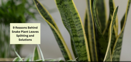 9 Reasons Behind Snake Plant Leaves Splitting and Solutions