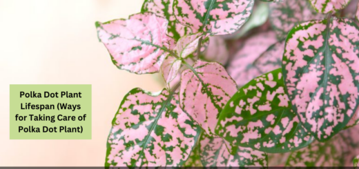 Polka Dot Plant Lifespan (Ways for Taking Care of Polka Dot Plant)