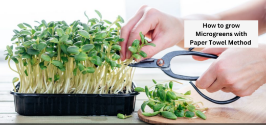 How to grow Microgreens with Paper Towel Method (Advantages and Disadvantages)