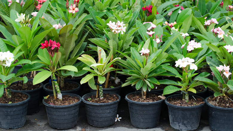 Plumeria Leaves Yellowing (Reasons and Ways to Fix it)